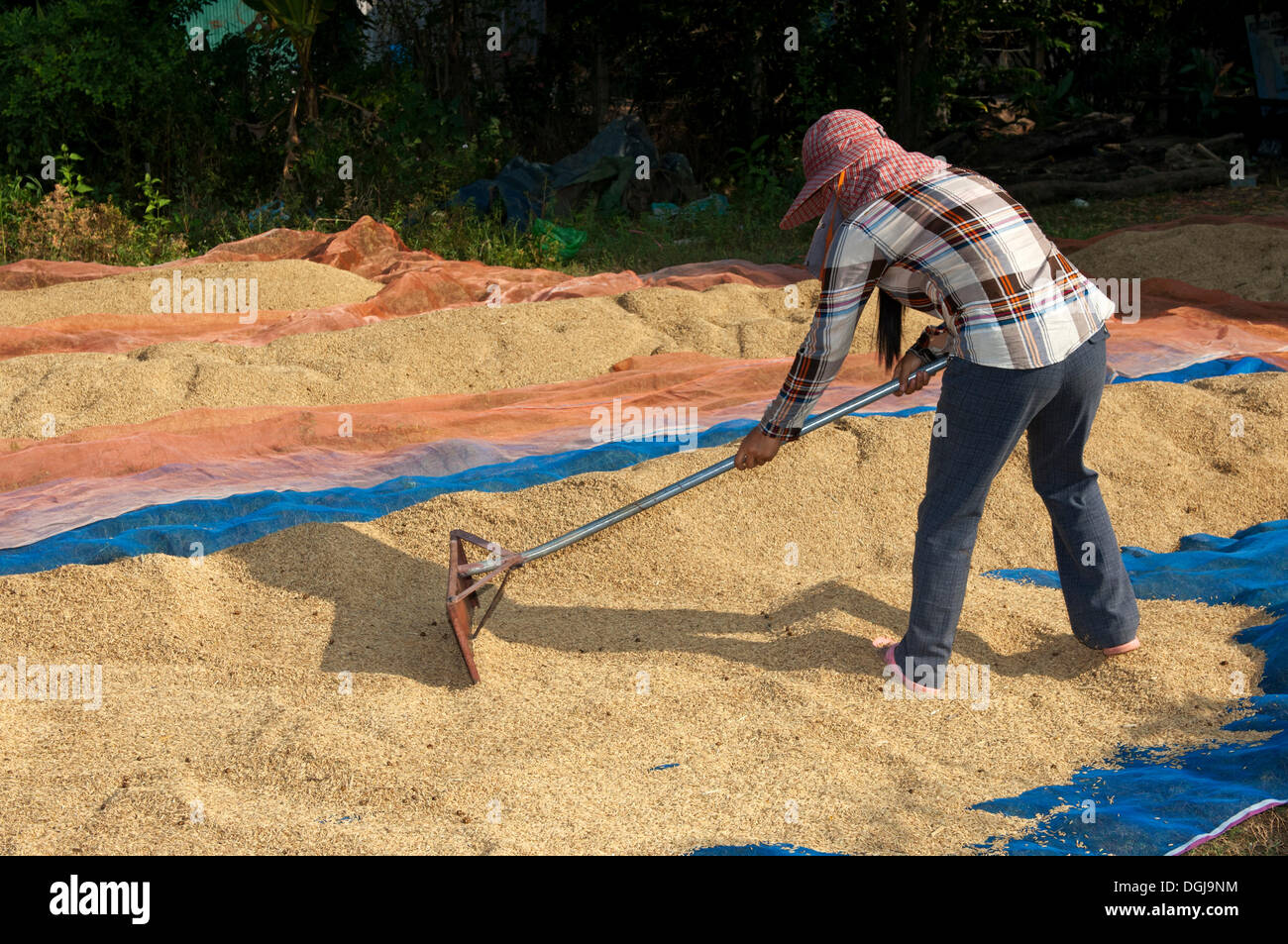 La diffusion de l'agriculteur à sécher sur une bâche en plastique sur le terrain, Battambang, Cambodge, en Asie du Sud-Est, l'Asie Banque D'Images