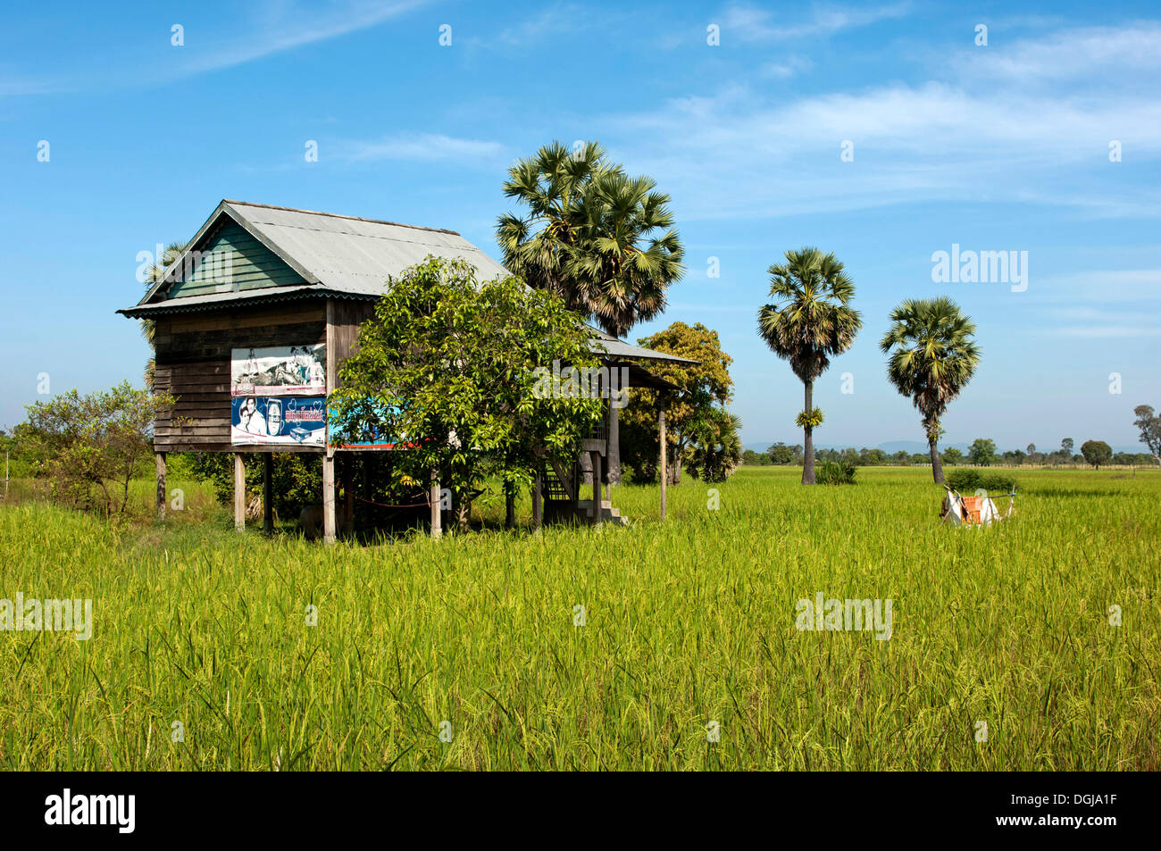 Simple maison sur pilotis, un cultivateur de riz dans un champ vert avec le riz (Oryza sativa) et le sucre (Borassus flabellifer) à la Banque D'Images