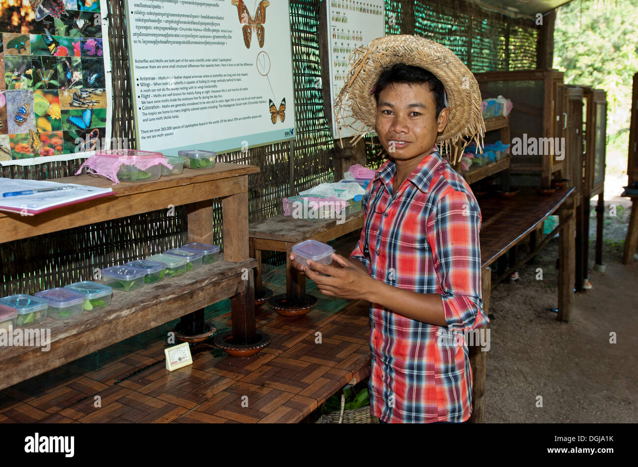 Lépidoptériste avec les boîtes en plastique pour l'élevage de chenilles à Banteay Srey Butterfly Center BBC, Siem Reap, Cambodge Banque D'Images