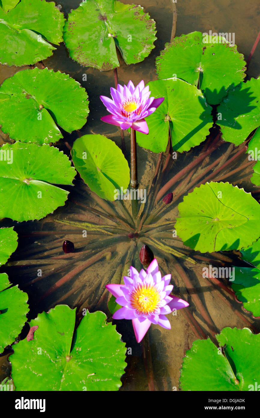 Water Lily Pond ; Inde Banque D'Images