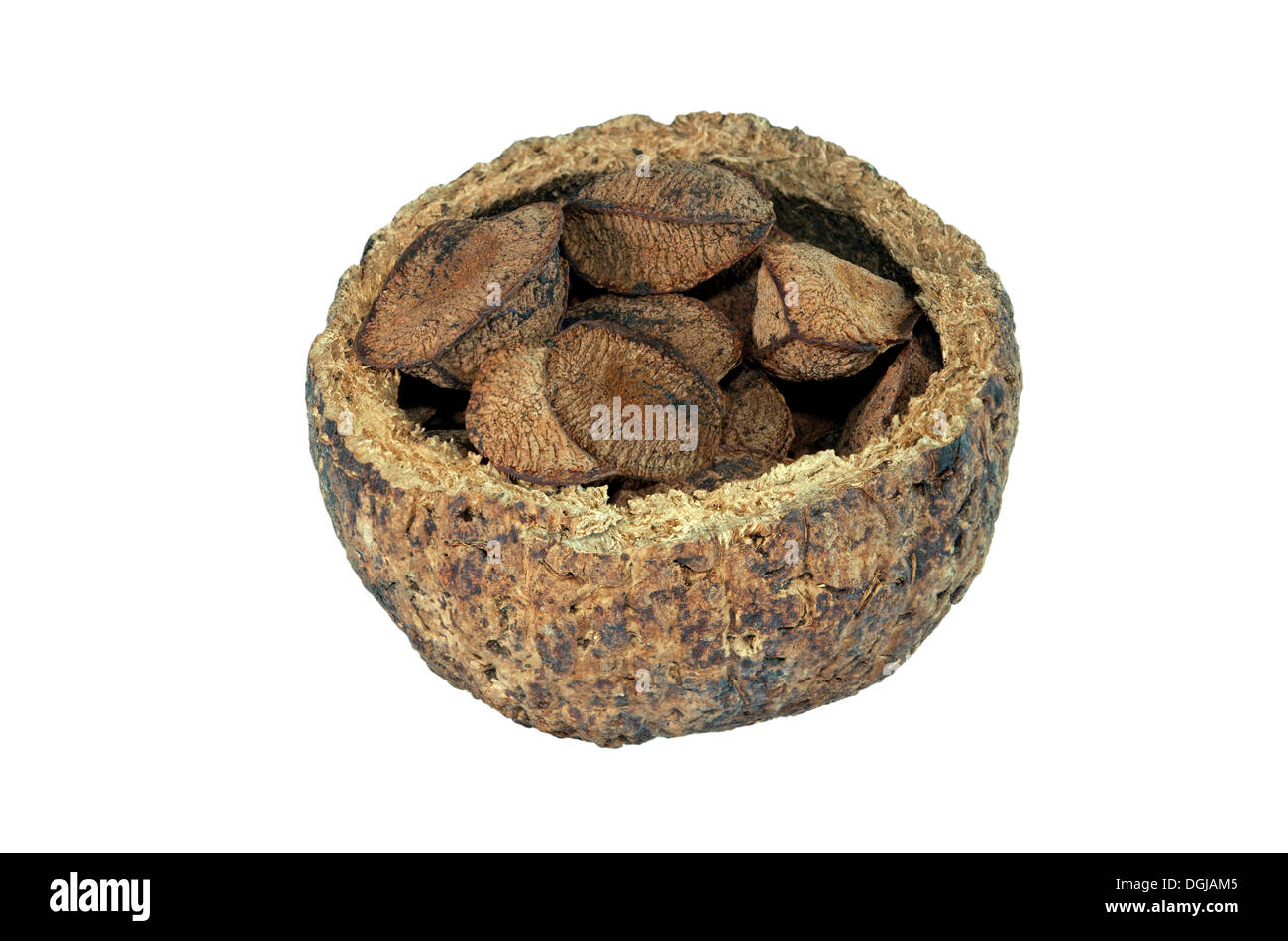 Fruit capsule ouverte avec les noix du brésil, graines de l