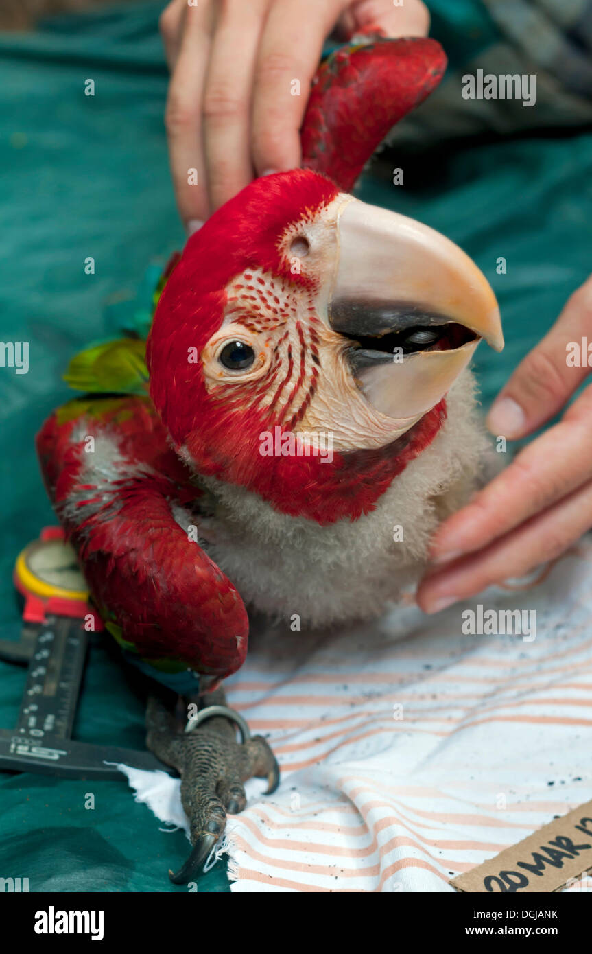 Examen de contrôle et de collecte de données biométriques, macaw chick, 50 jours, ou de l'Ara à ailes vertes et rouges (Ara Ara vert Banque D'Images