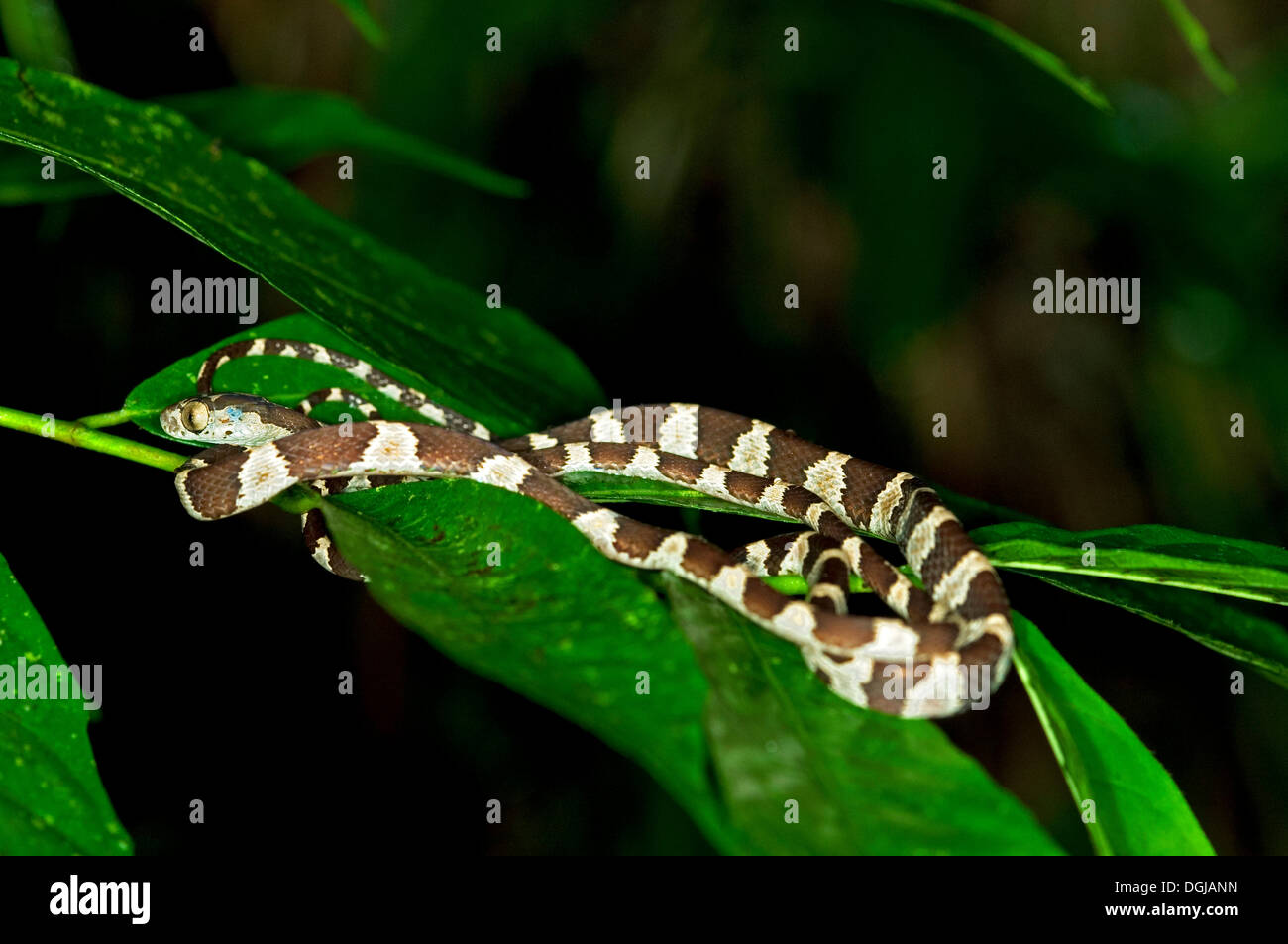 Bassin de l'Amazone (Imantodes lentiferus serpent) sur les feuilles, la Réserve de Tambopata, région de Madre de Dios, Pérou Banque D'Images