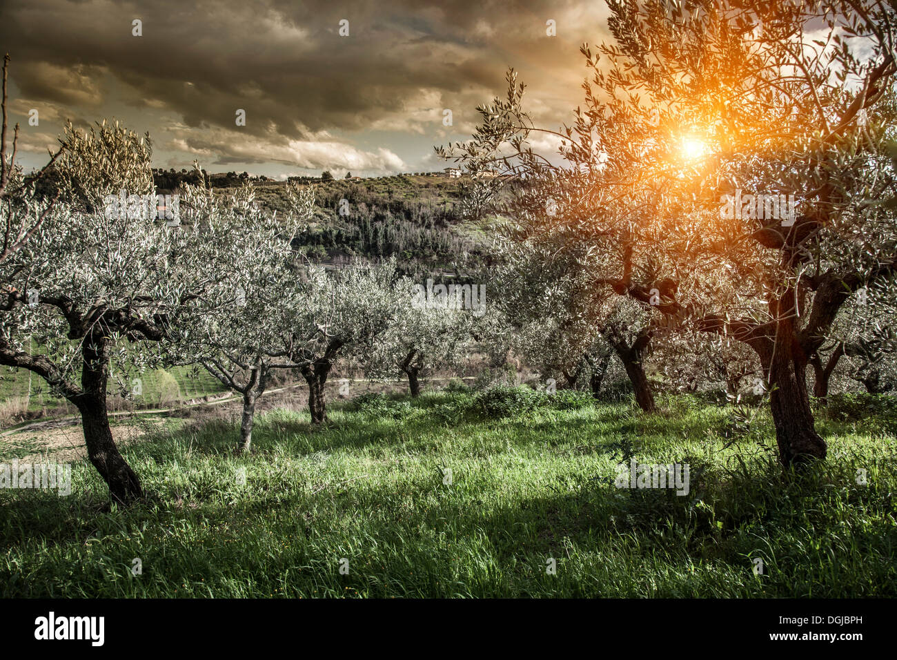 L'olivier en Chieti, Abruzzes, Italie Banque D'Images