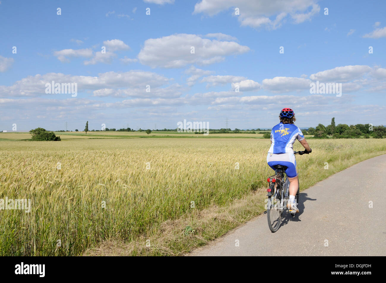 Cycliste sur une route secondaire à travers grainfield, triestingtal valley, Basse Autriche, Europe Banque D'Images