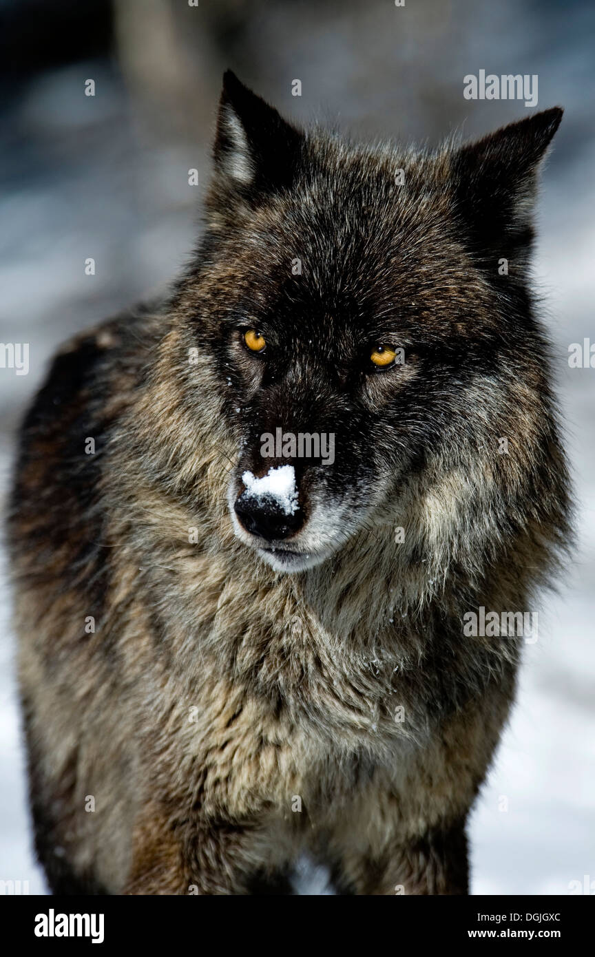 La phase noire Loup gris (Canis lupus) Portrait de loup gris dans la neige, Montana, USA. Banque D'Images