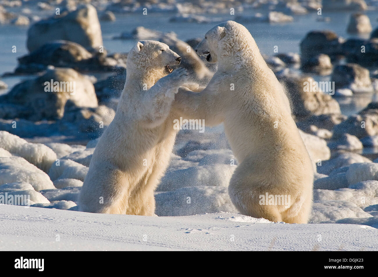 L'ours polaire (Ursa maritimus) sur la baie d'Hudson sub-arctique la glace et la neige, Churchill, MB, Canada Banque D'Images