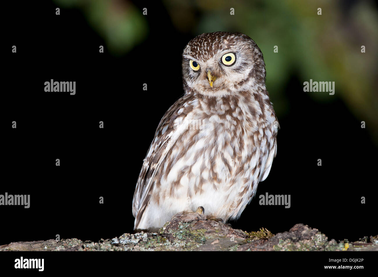 Chouette chevêche (Athene noctua) Banque D'Images