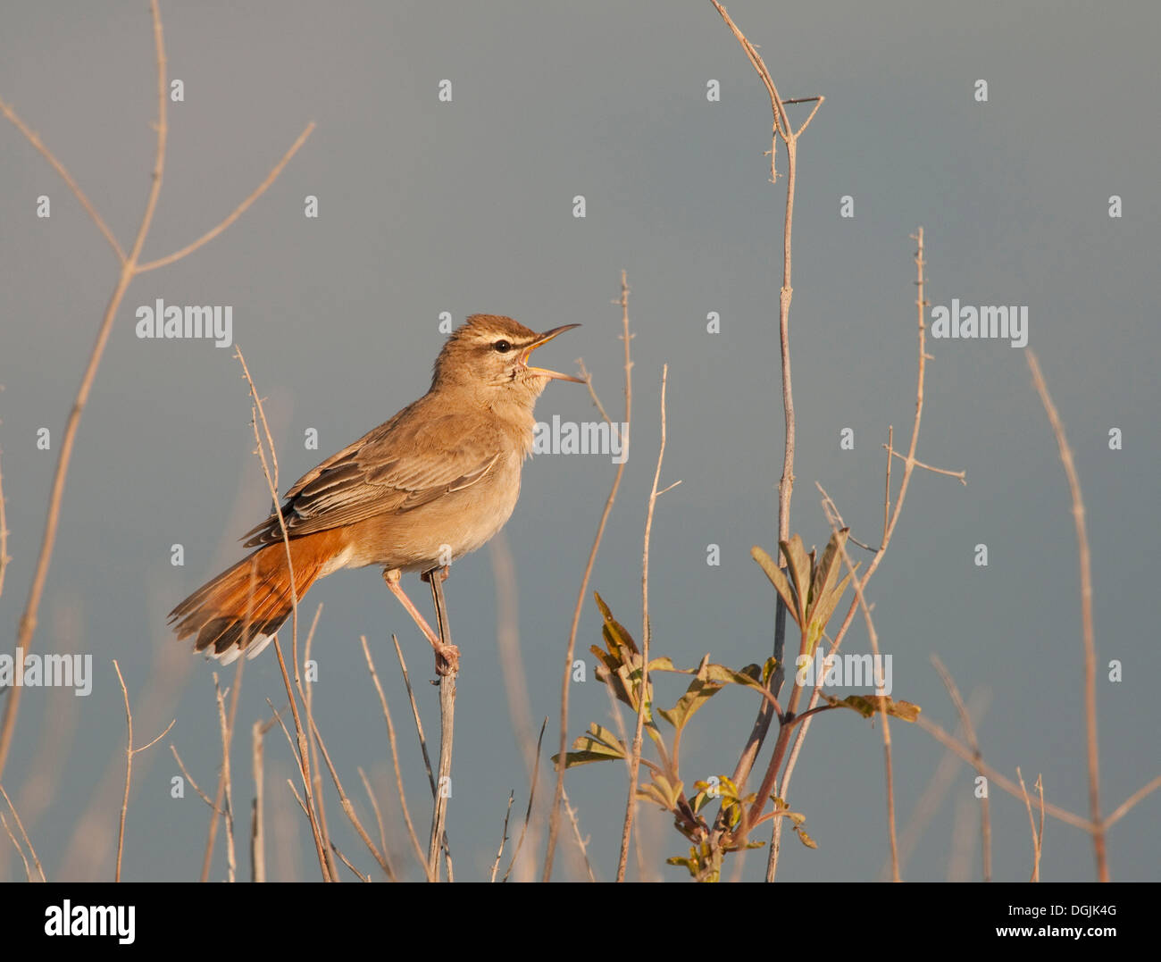 Bush roux Robin, Bruant à queue frotter Robin ou le chat (Cercotrichas galactotes Bush) Banque D'Images