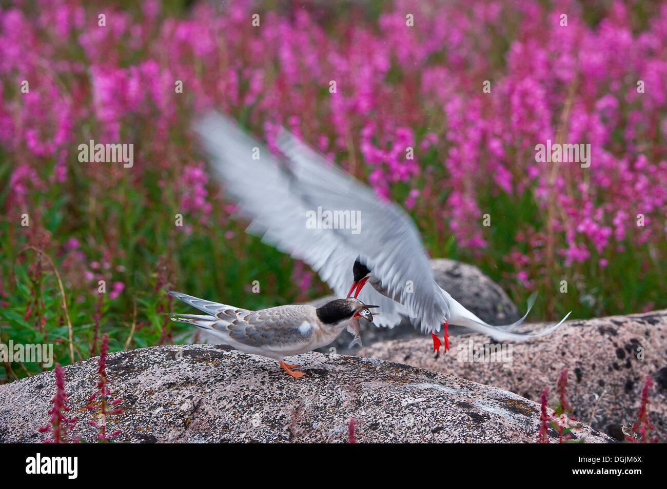 Sterne arctique (Sterna paradisaea), Canada Banque D'Images