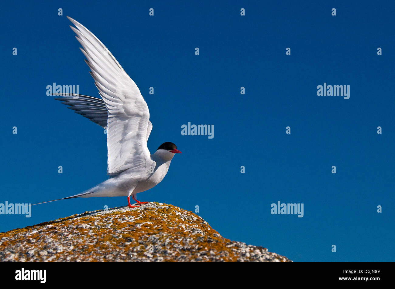 Sterne arctique (Sterna paradisaea), Canada Banque D'Images