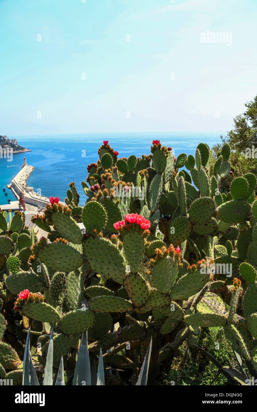 Opuntia (Opuntia) en fleurs, vues de l'entrée du port de Nice, Côte d'Azur, France, Europe Banque D'Images