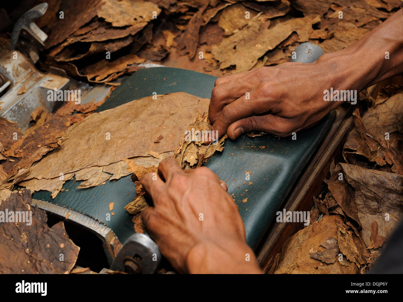 L'homme le roulement d'un cigare, une fabrique de cigares à Punta Cana, République dominicaine, Caraïbes Banque D'Images