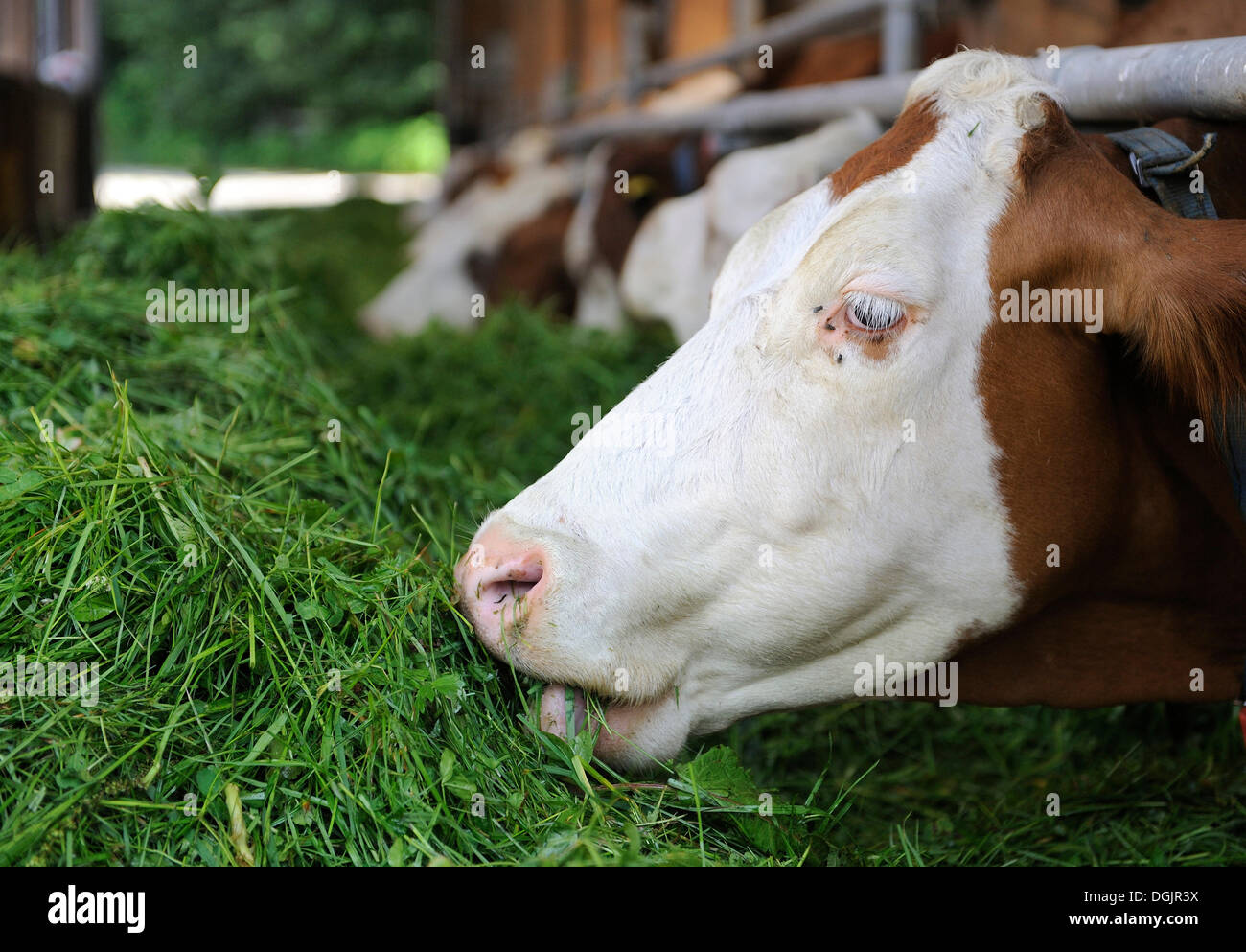 Vaches dans une étable de manger l'herbe fraîche, la Haute-Bavière, Bavière Banque D'Images