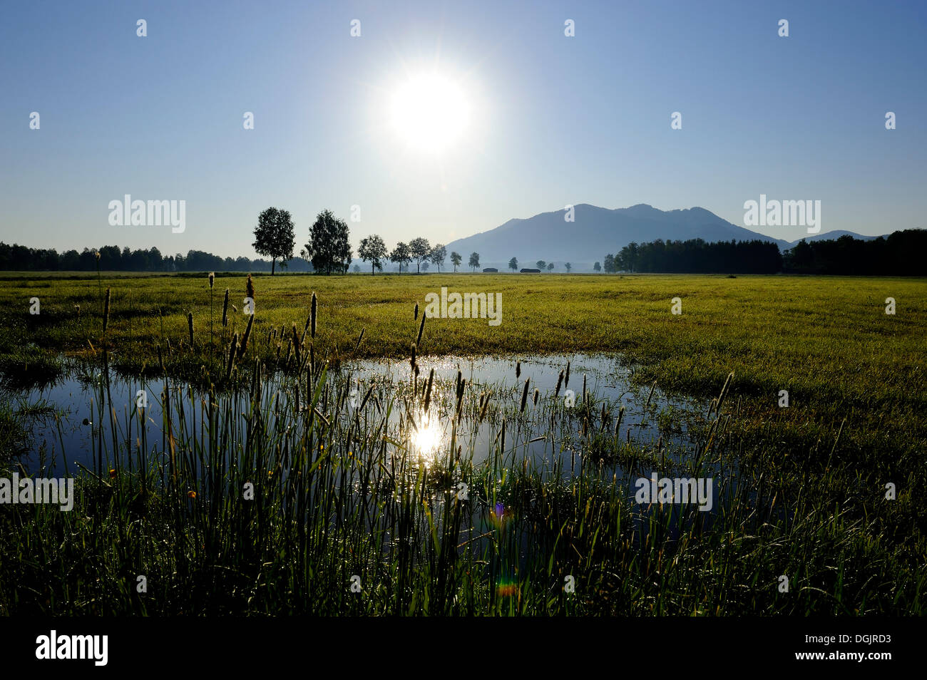 Murnauer Moos bog dans la lumière du matin, Murnau, Blaues Land, Haute-Bavière, Bavière Banque D'Images