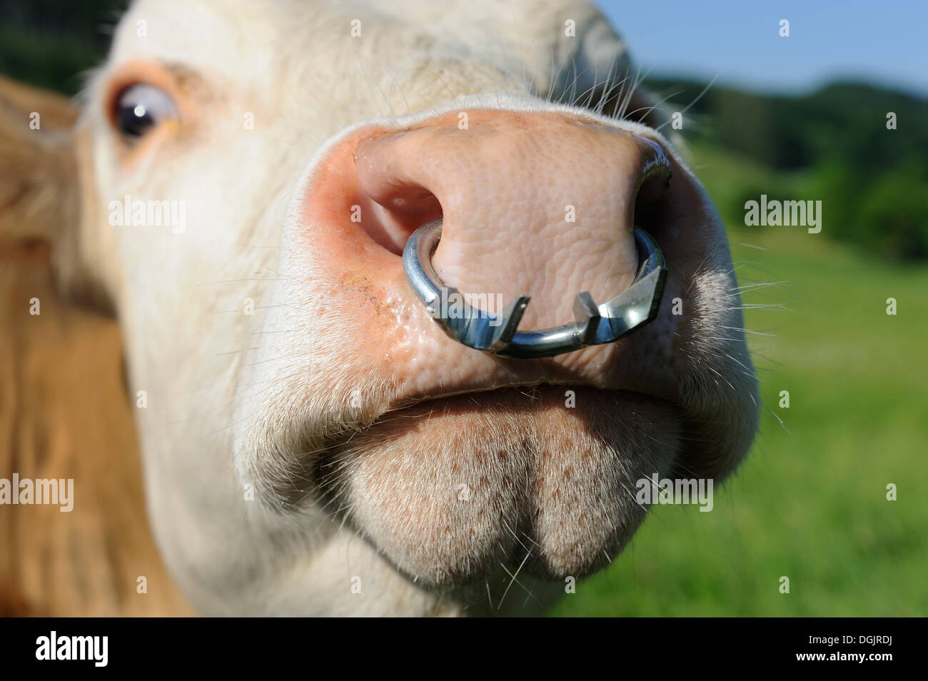 Vache avec un anneau dans le nez, la Haute-Bavière, Bavière Photo Stock -  Alamy