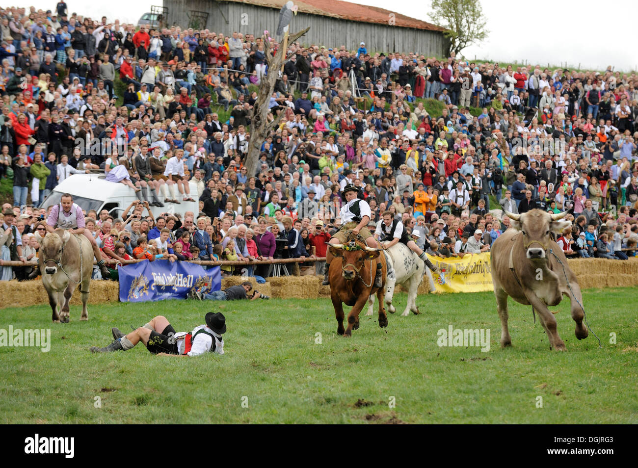 Ox course en Muensing, Haute-Bavière, Bavière Banque D'Images