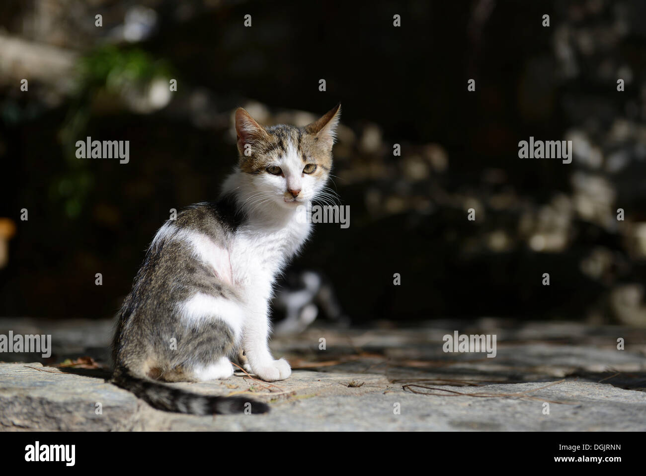 Chat assis sur un mur de pierre Banque D'Images