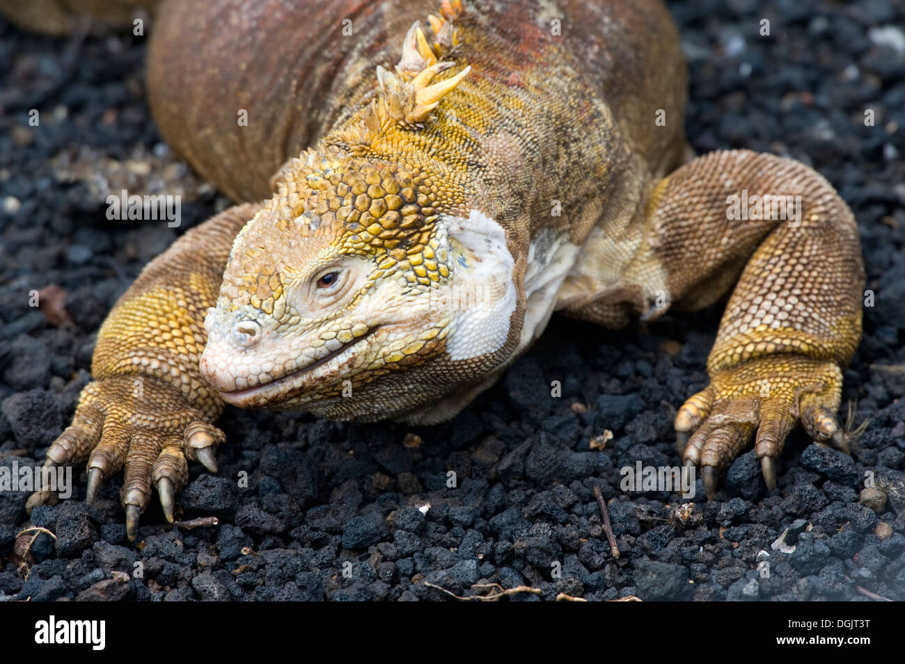 Îles Galapagos Equateur Amérique du Sud de l'île aventure tourisme voyage l'île de Santa Cruz lézard iguane Banque D'Images