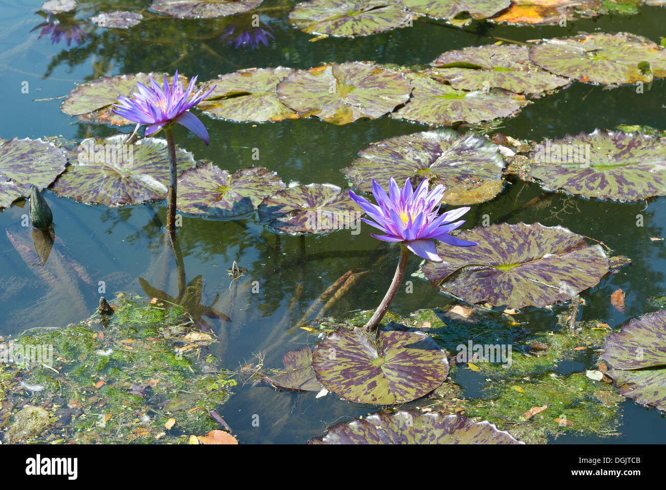 Domaine de nénuphars avec des fleurs sur un étang calme Banque D'Images