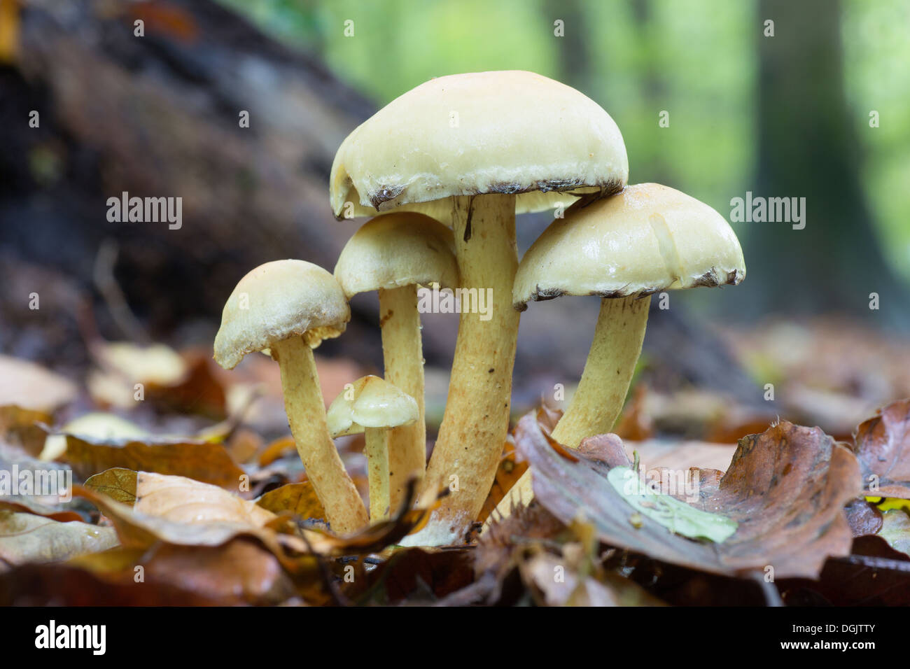 Les champignons en automne Banque D'Images