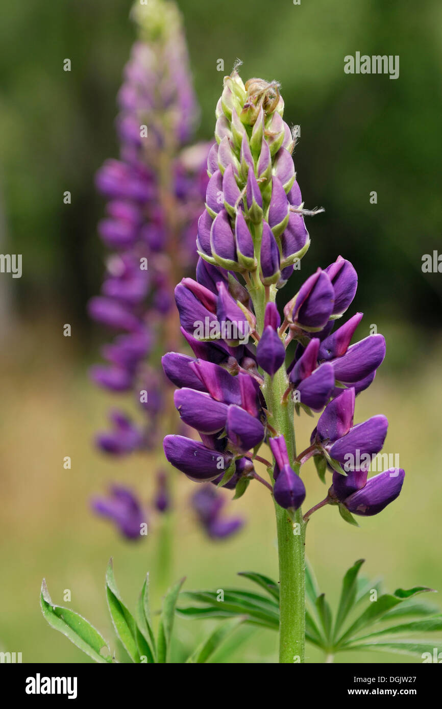 Le lupin (Lupinus), bleu violet, à la rivière Arrow, Arrowtown, île du Sud, Nouvelle-Zélande Banque D'Images