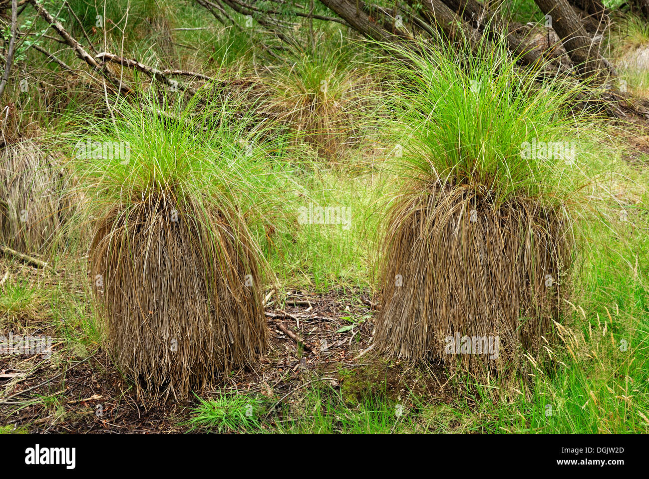 La végétation du marais, avec des graminées cespiteuses ou buttes sur les rives du lac Hayes à Arrowtown, île du Sud, Nouvelle-Zélande Banque D'Images