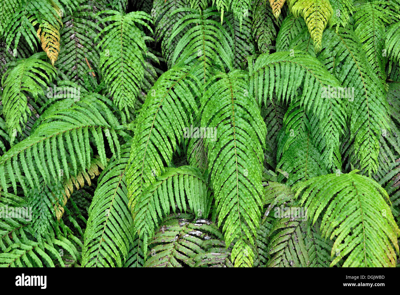 La feuille de palmier (Fougère Blechnum novae-) Amérique, Lake Matheson, Fox Glacier Township, île du Sud, Nouvelle-Zélande Banque D'Images