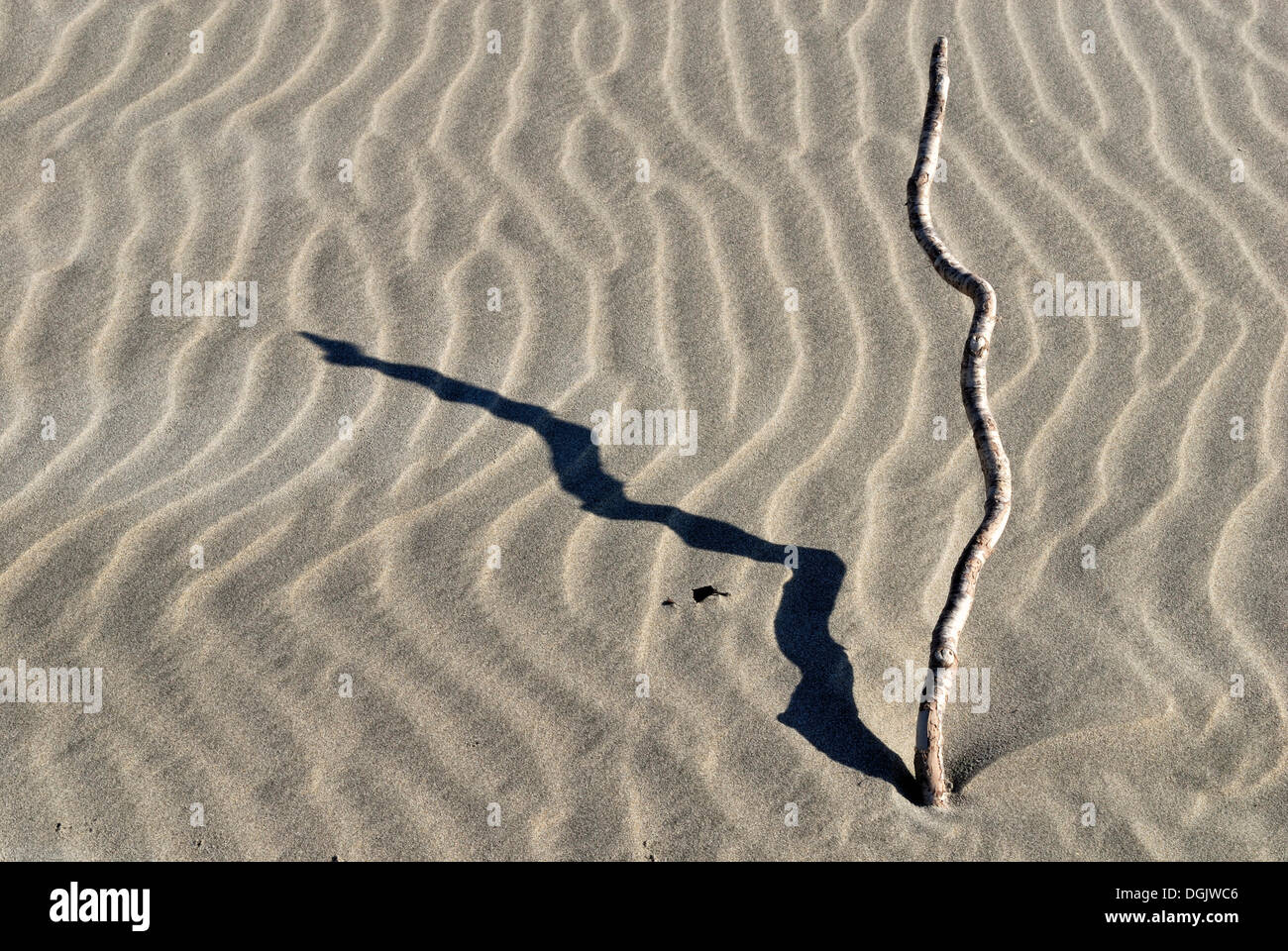Ondulations dans le sable, du sable, de la structure, de la Réserve Naturelle d'Adieu Spit Golden Bay, île du Sud, Nouvelle-Zélande Banque D'Images