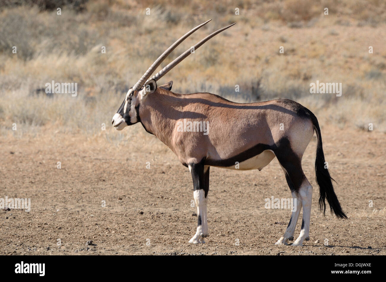 Gemsbok (Oryx) dans le parc transfrontalier de Kgalagadi, Afrique du Sud Banque D'Images