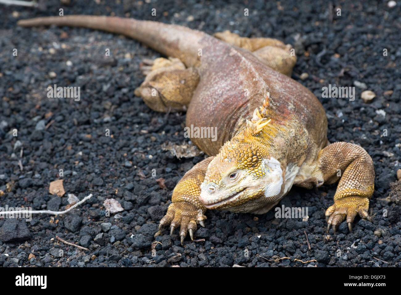 Îles Galapagos Equateur Amérique du Sud de l'île aventure tourisme voyage l'île de Santa Cruz lézard iguane Banque D'Images