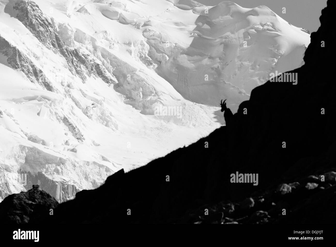 Bouquetin des Alpes (Capra ibex) dans le Mont-blanc - France, la photographie en noir et blanc. Banque D'Images