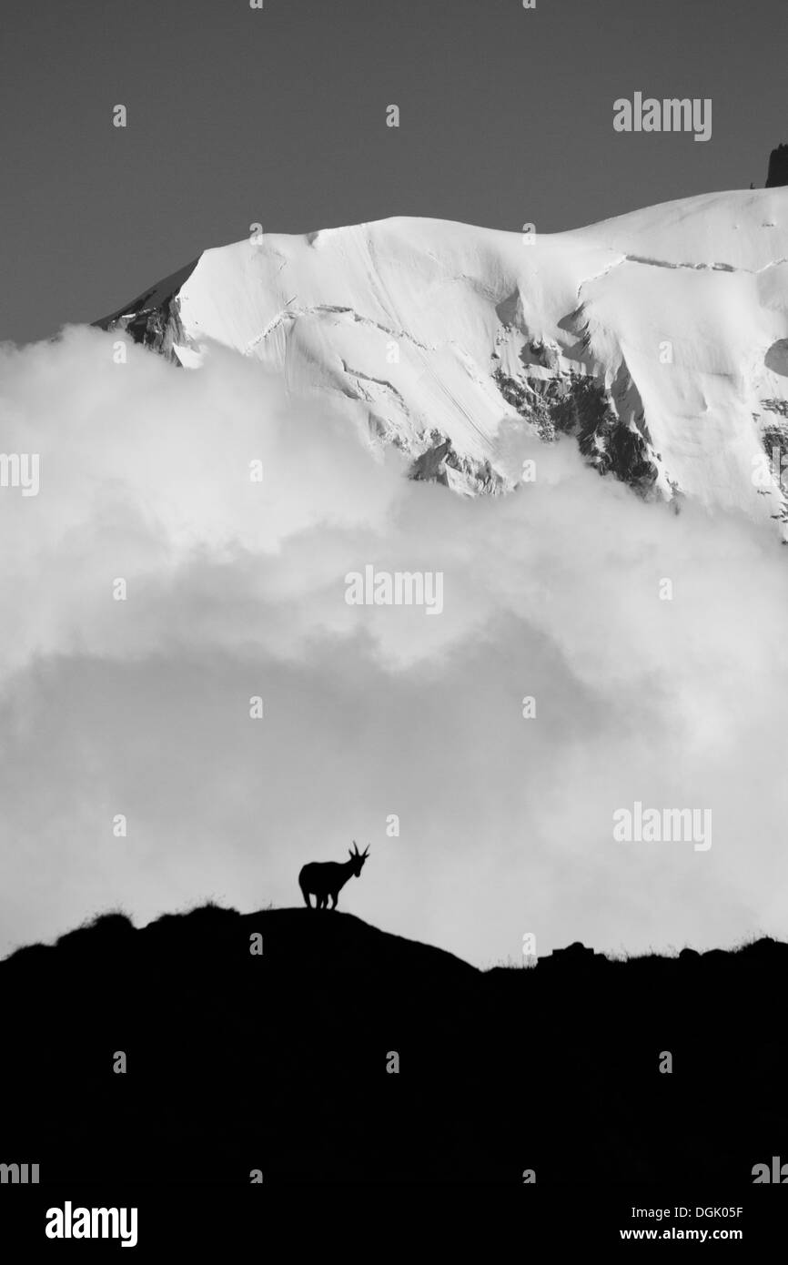 Bouquetin des Alpes (Capra ibex) dans le Mont-blanc - France, la photographie en noir et blanc. Banque D'Images