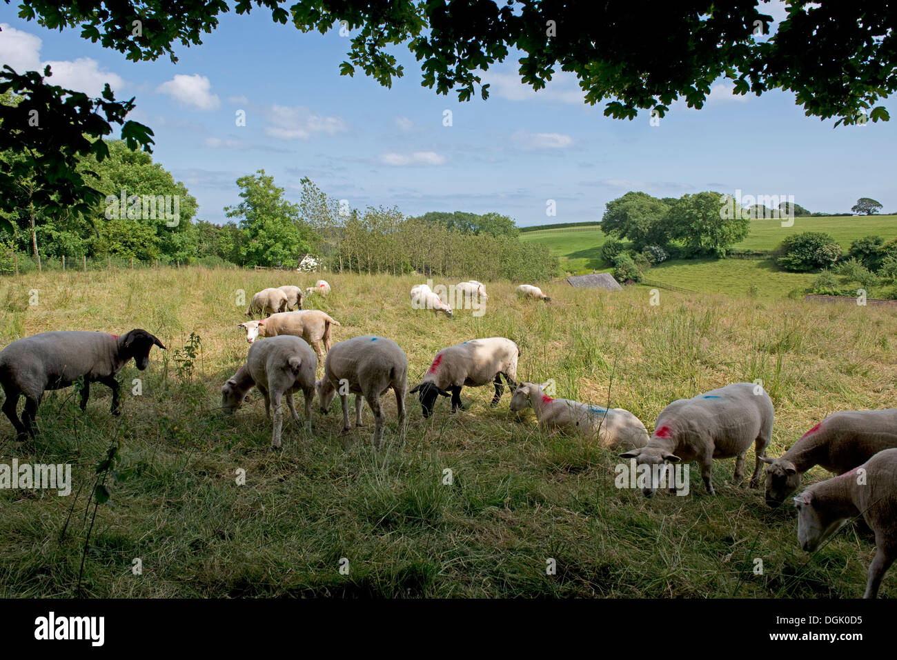 Une bande de moutons brebis dans un pré de hautes herbes sur une belle journée d'été dans le Devon Banque D'Images