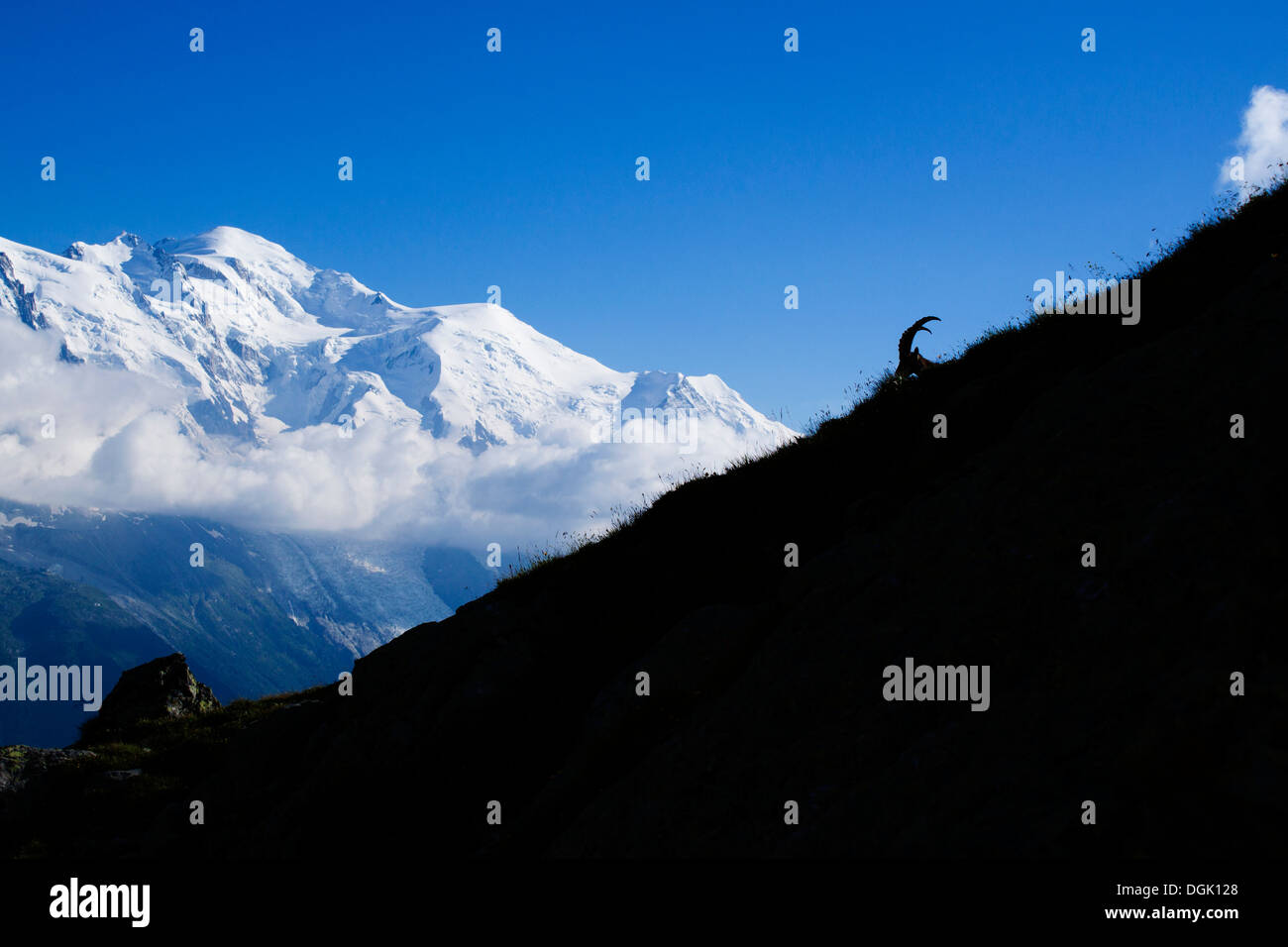 Bouquetin des Alpes (Capra ibex) dans le Mont Blanc - France Banque D'Images