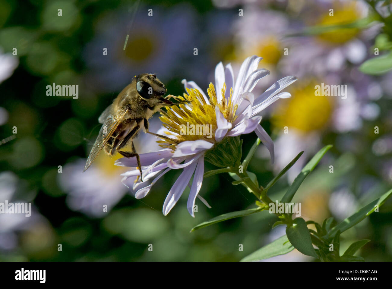 Eristalis tenax, fly Drone, en tenant un nectar de michaelmas daisy, Aster spp., fleur en automne Banque D'Images