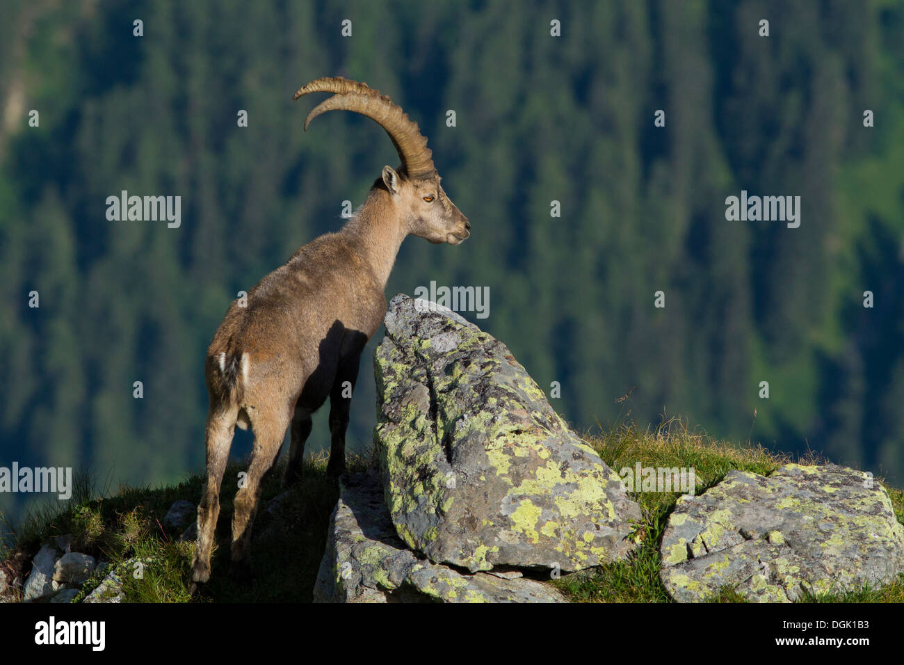 Bouquetin des Alpes (Capra ibex) mâle dominant dans le Mont-blanc - France Banque D'Images