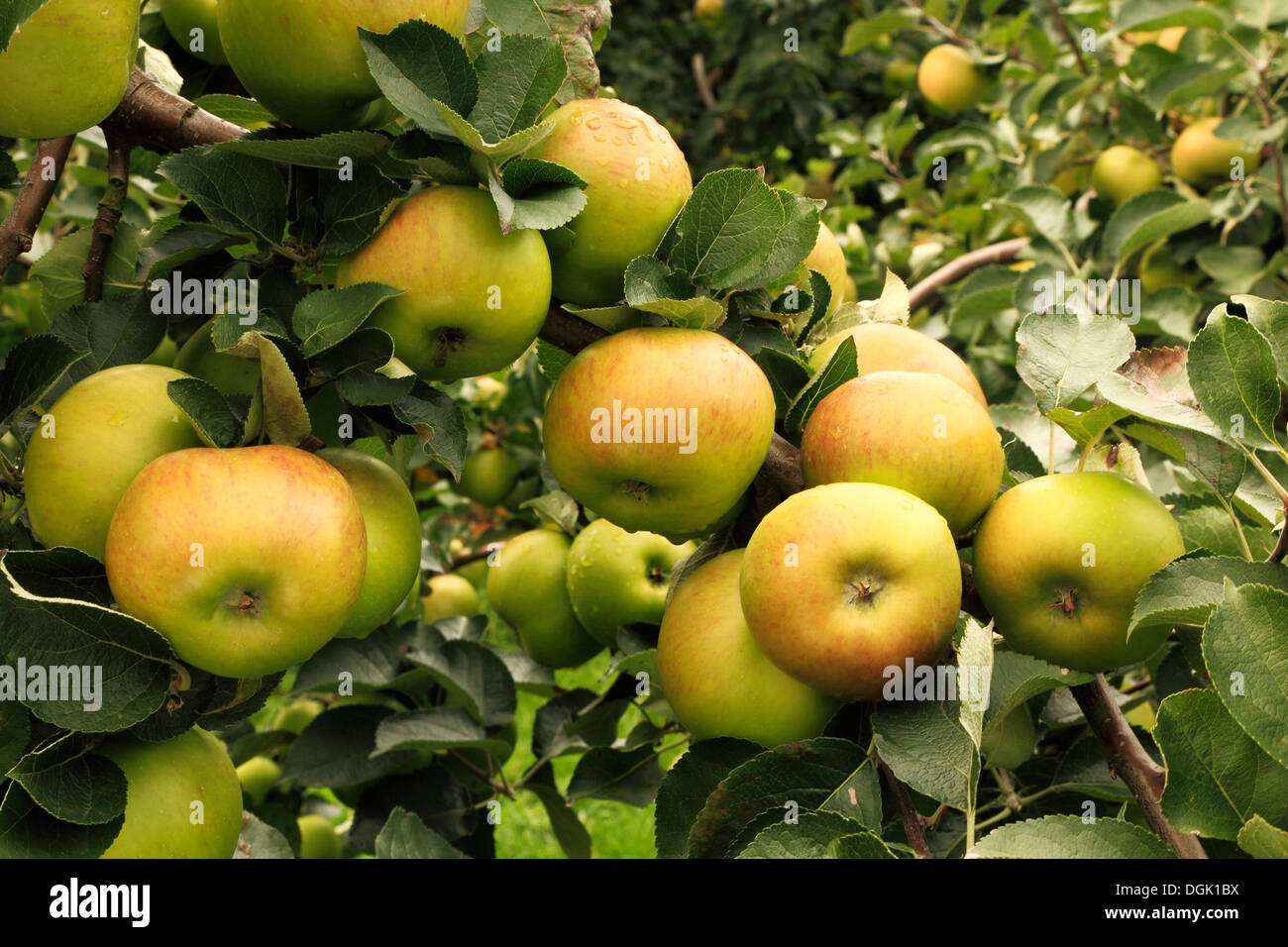 La pomme 'Bramley's Seedling', syn. Bramley', 'pommes Malus domestica variété varieties growing on tree Banque D'Images