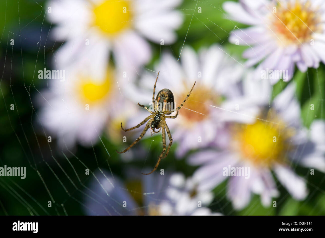 Une femme araignée Araneus diadematus , jardin, sur un orb web parmi michaelmas daisy, Aster, fleurs Banque D'Images