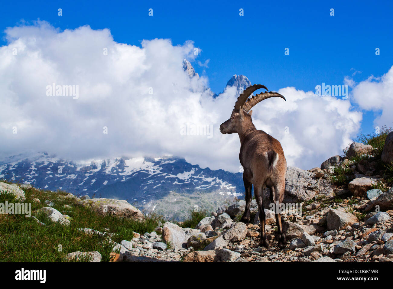 Mâle Bouquetin des Alpes (Capra ibex) Mont Blanc en France. Banque D'Images
