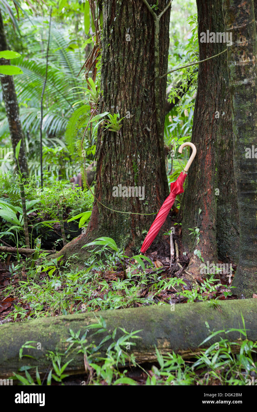 Parapluie rouge appuyé contre un arbre dans la forêt tropicale, forêt nationale de El Yunque, Puerto Rico Banque D'Images