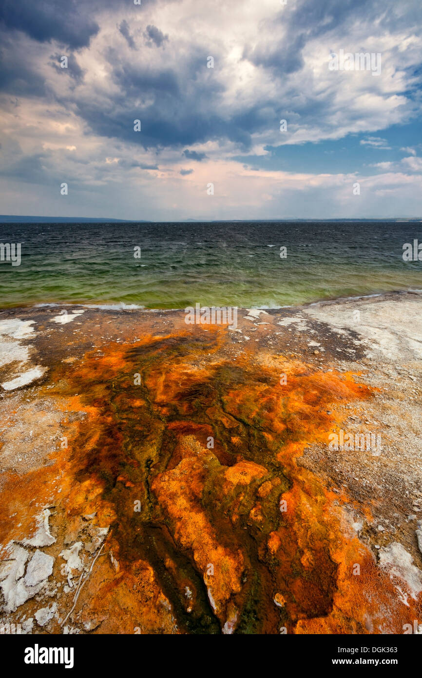 Tapis de bactéries colorées dans l'eau chaude sous forme de ruissellement, le Lac Yellowstone, West Thumb Geyser Basin, Parc National de Yellowstone, Wyoming Banque D'Images