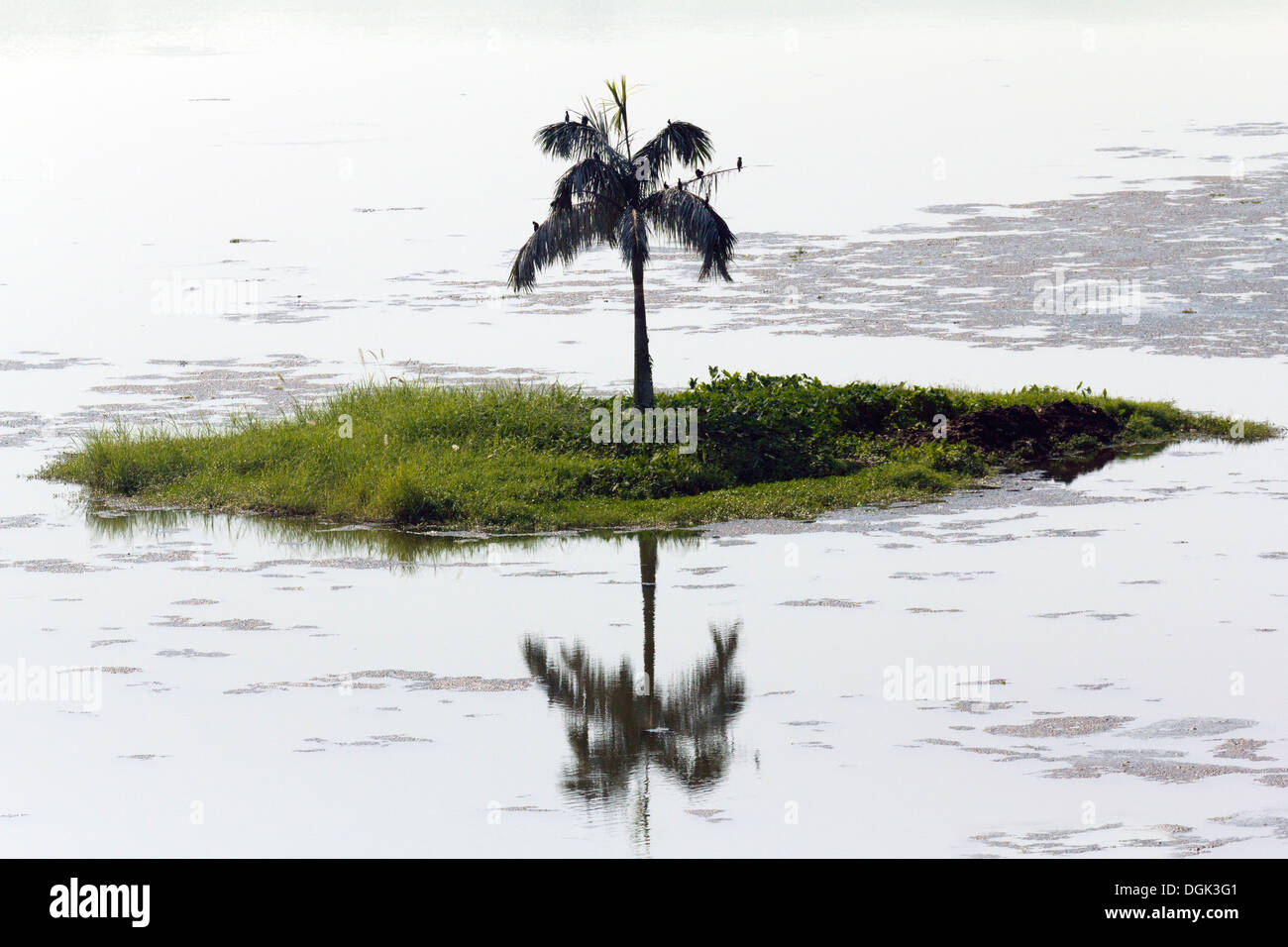 Un palmier solitaire sur une île minuscule, le Lac Inya à Yangon au Myanmar. Banque D'Images