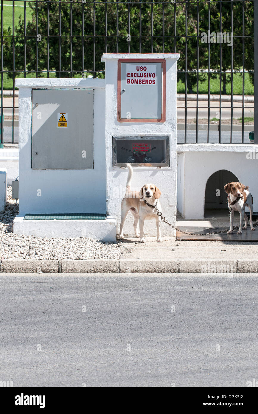 Les chiens renifleurs européenne à un point de contrôle routier en attente d'être mis au travail. Banque D'Images