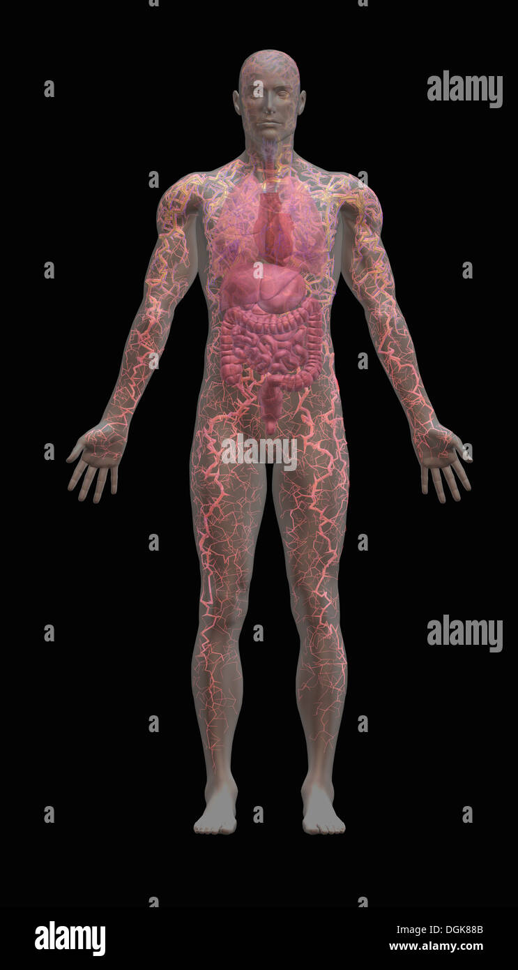 Corps humain mâle transparent montrant les organes internes Banque D'Images