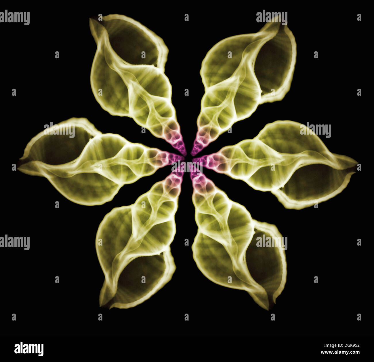 X-ray colorisée collage de coquillages Banque D'Images