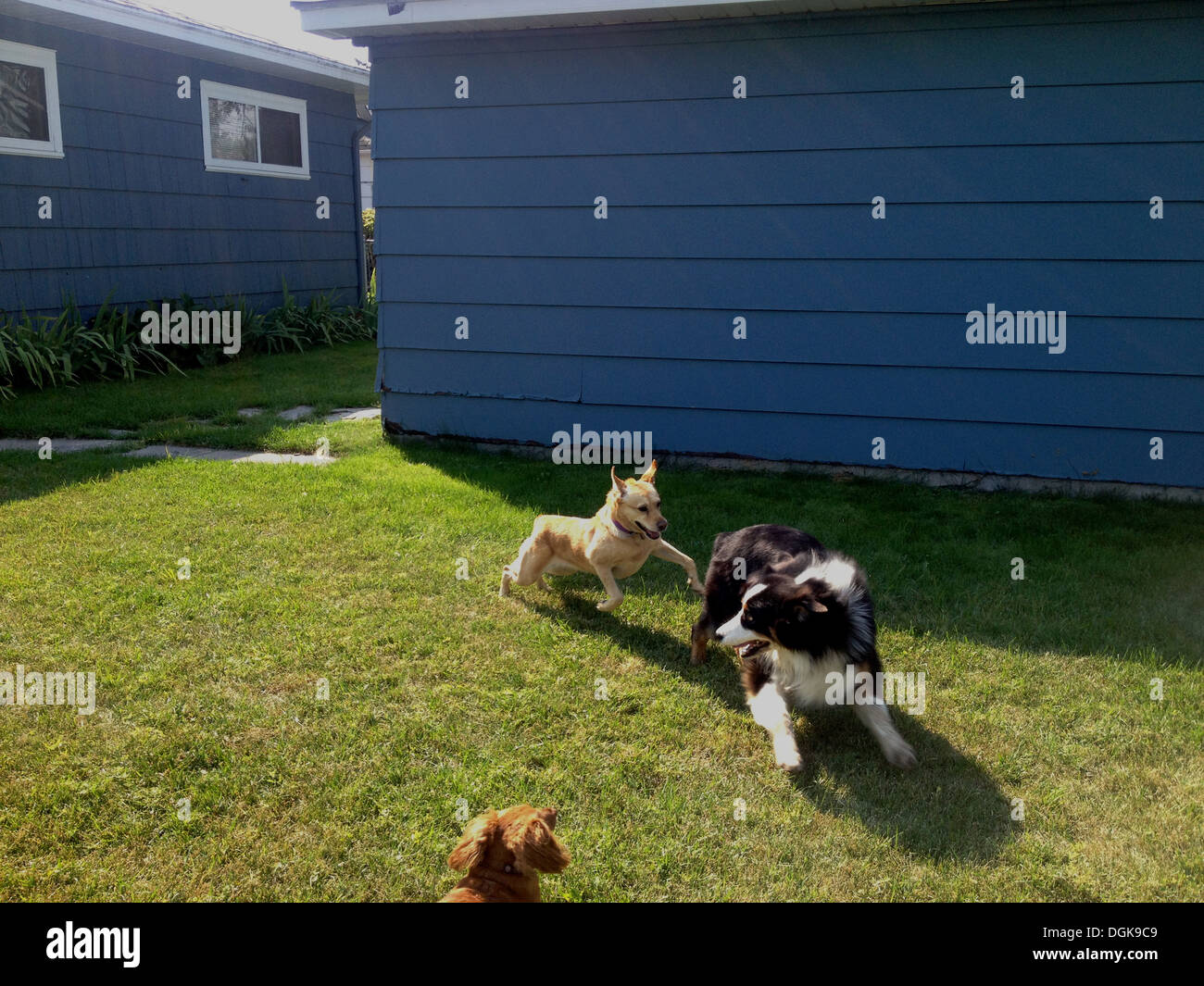 Trois chiens chassant les uns les autres sur l'herbe Banque D'Images