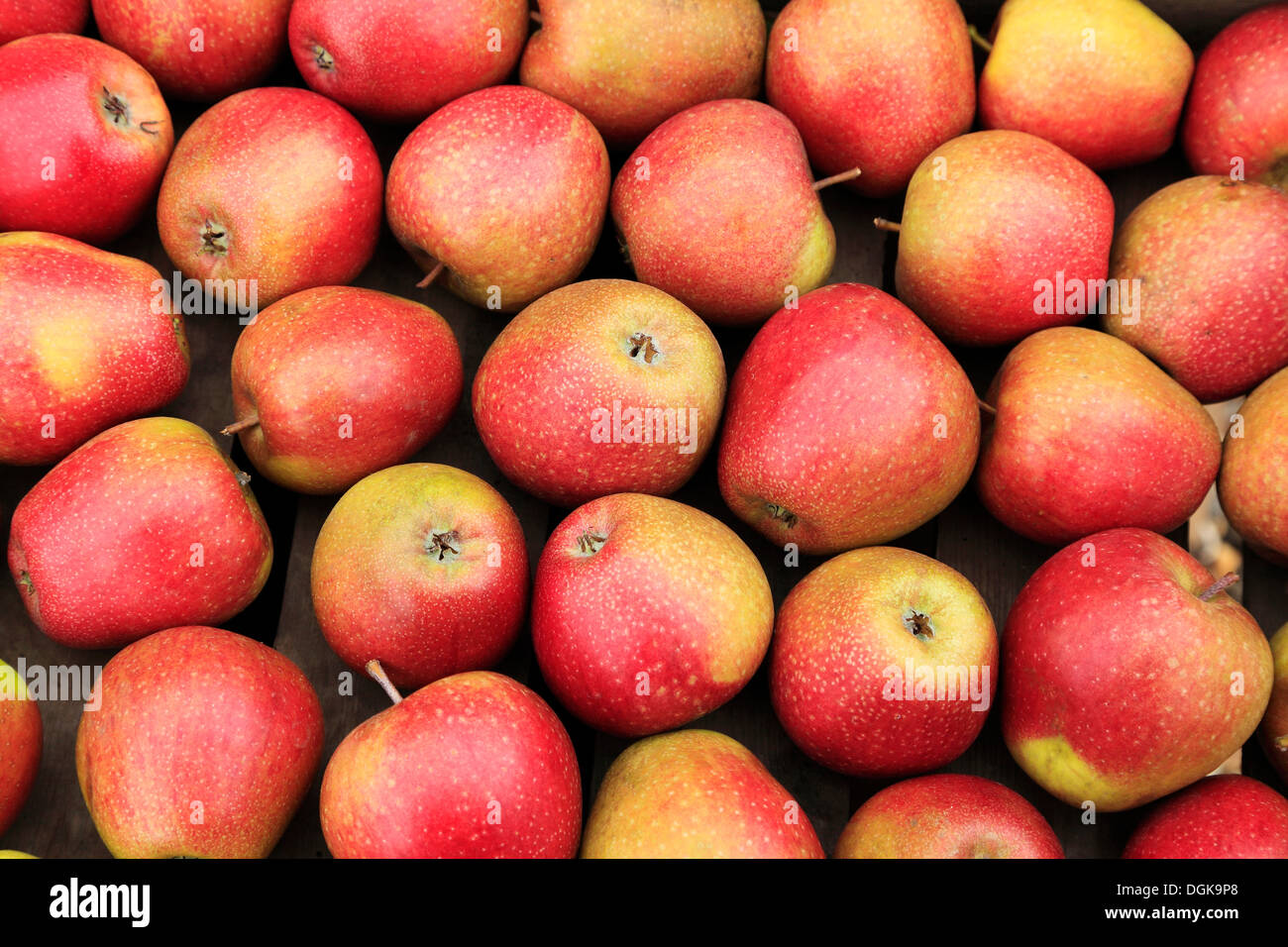 La pomme 'Adam's Pearmain' dans la boutique de la ferme, l'affichage choisi bac pommes récoltées Banque D'Images