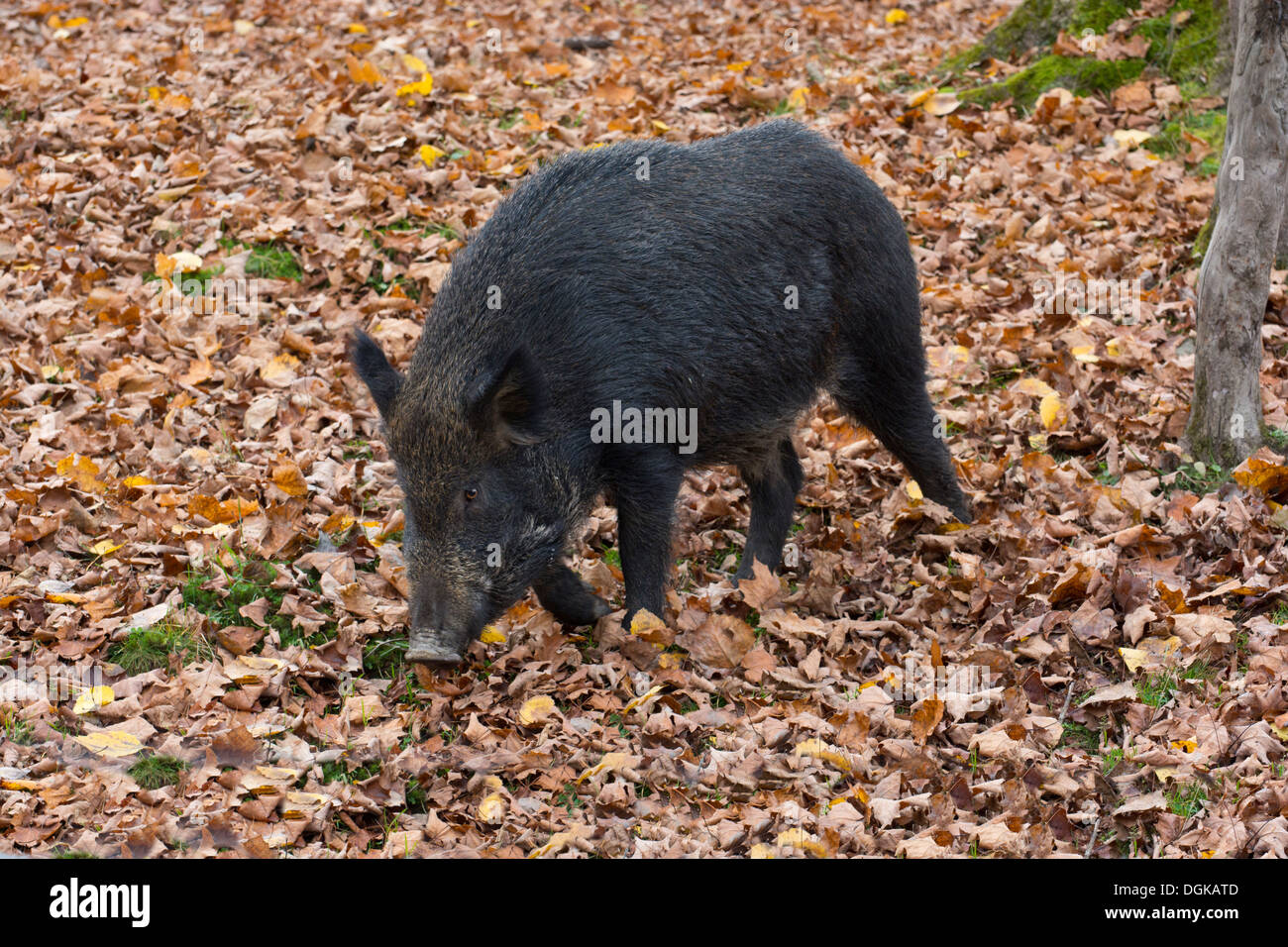 Un sanglier. Banque D'Images