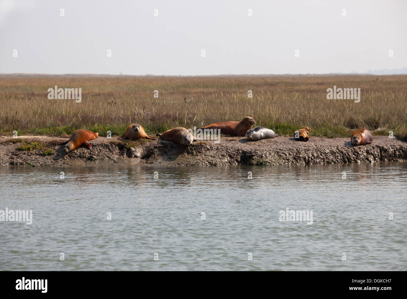 Les phoques communs sur saltmarsh à Hamford NNR eau Banque D'Images